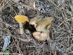 Suillus cothurnatus