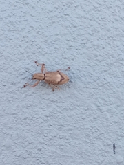 Airosimus fasciger