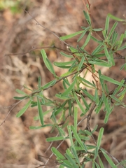 Anthyllis hermanniae