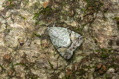 Blenina quinaria