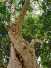 Ficus racemosa
