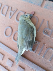Sporophila