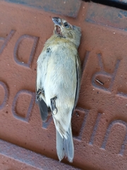 Sporophila