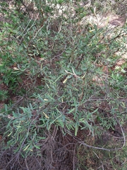 Anthyllis hermanniae