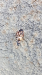 Drymaeus multilineatus