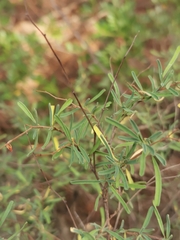 Anthyllis hermanniae