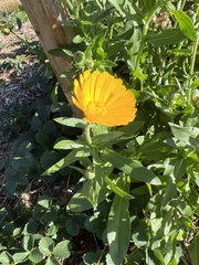 Calenduleae