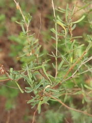 Anthyllis hermanniae