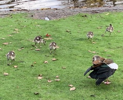 Alopochen aegyptiaca