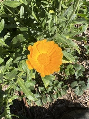 Calenduleae