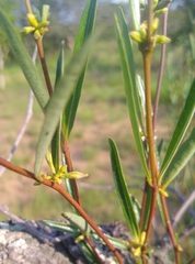 Cryptolepis