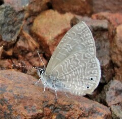 Pseudonacaduba sichela