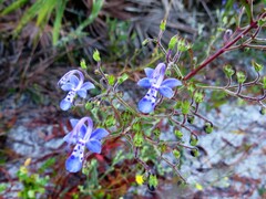 Trichostema suffrutescens