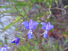 Trichostema suffrutescens