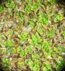 Tortula atrovirens