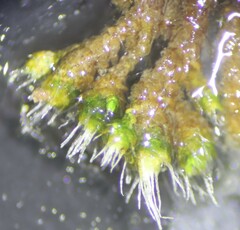 Jaffueliobryum wrightii