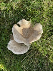 Clitocybe rivulosa