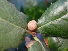 Callirhytis quercusagrifoliae