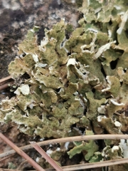 Cladonia