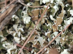 Cladonia