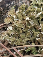 Cladonia