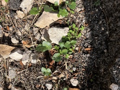 Pastinaca lucida