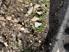 Pastinaca lucida