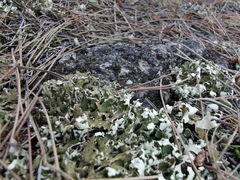 Cladonia