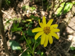 Rumfordia exauriculata