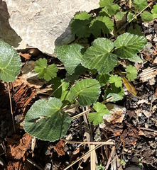 Pastinaca lucida