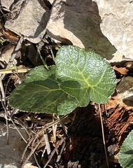 Pastinaca lucida