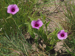Ipomoea crassipes