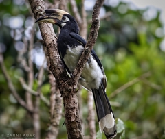 Anthracoceros albirostris