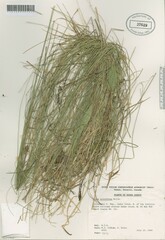 Carex retroflexa