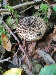 Echinoderma hystrix