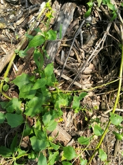 Rumfordia exauriculata