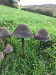 Panaeolus fimicola