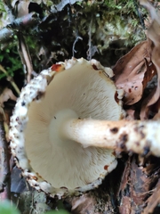 Echinoderma hystrix
