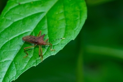 Anasa cornuta