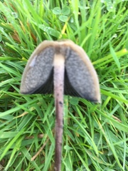 Panaeolus fimicola