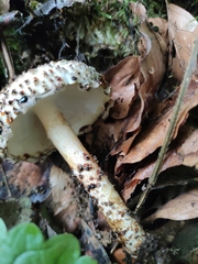 Echinoderma hystrix