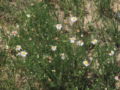 Felicia muricata