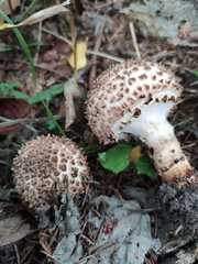 Echinoderma hystrix