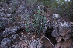 Globularia alypum