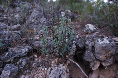 Globularia alypum