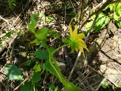 Rumfordia exauriculata