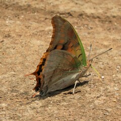 Charaxes candiope