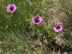 Ipomoea crassipes