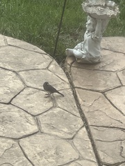 Junco hyemalis