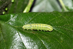 Lithophane furcifera